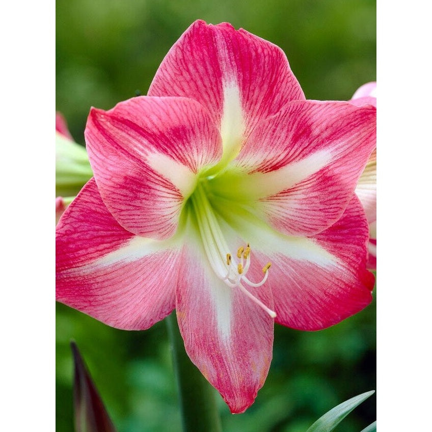 Amaryllis-Hippeastrum 'Exposure' 1-pack